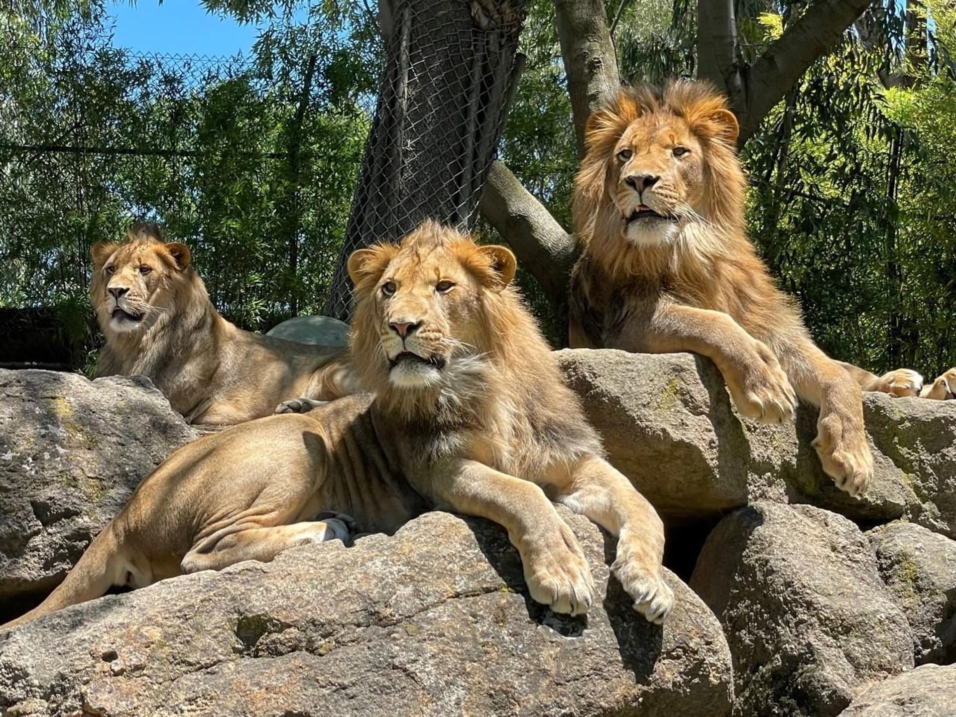 Three male lions sunbathing at Cain's Lion Encounter, an unique experience in the bay area at Six Flags Discovery Kingdom.