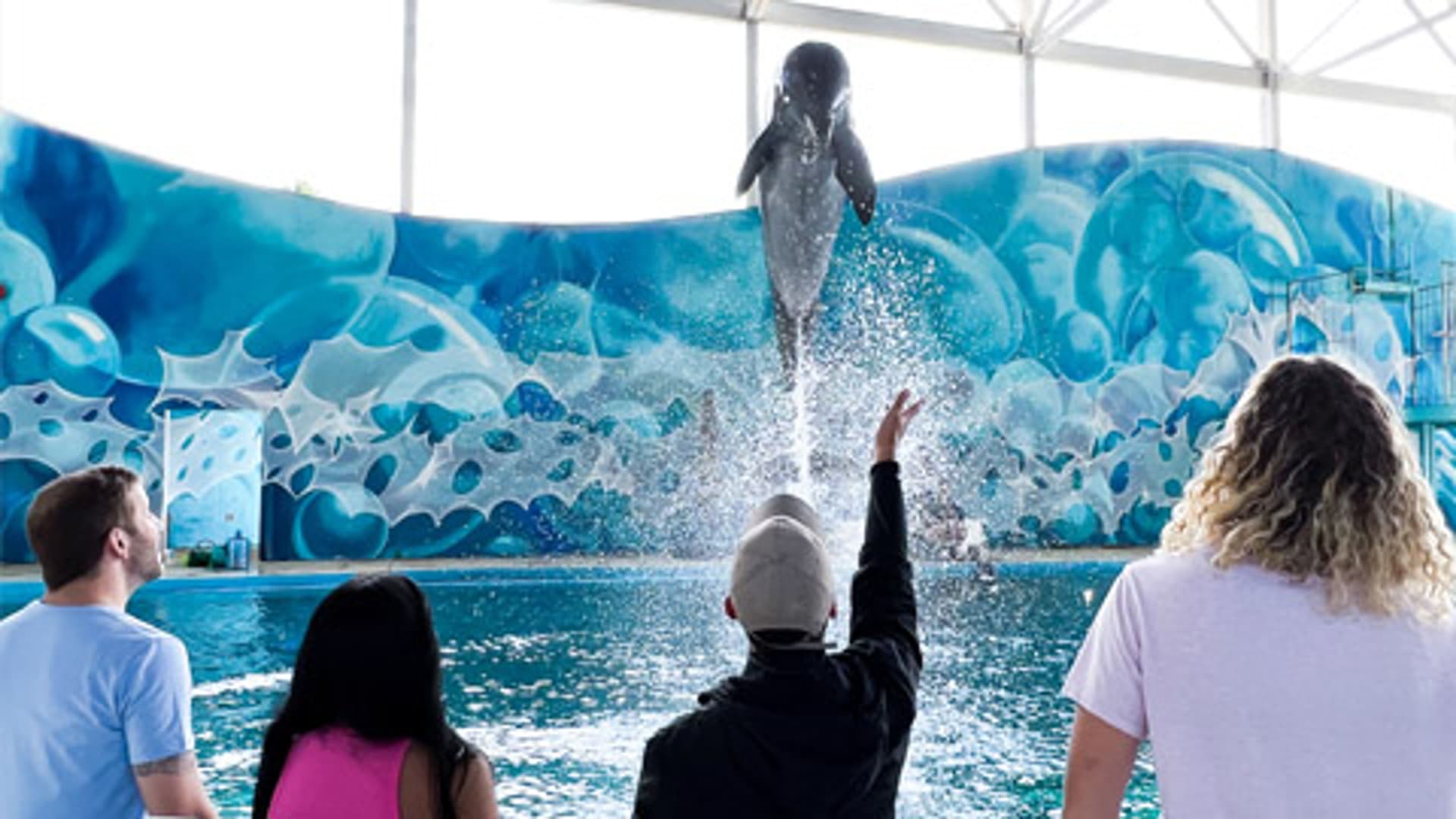 Merlin's Fin and Friends