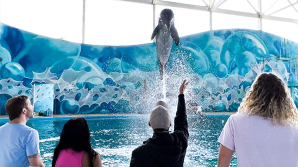 Merlin's Fins and Friends