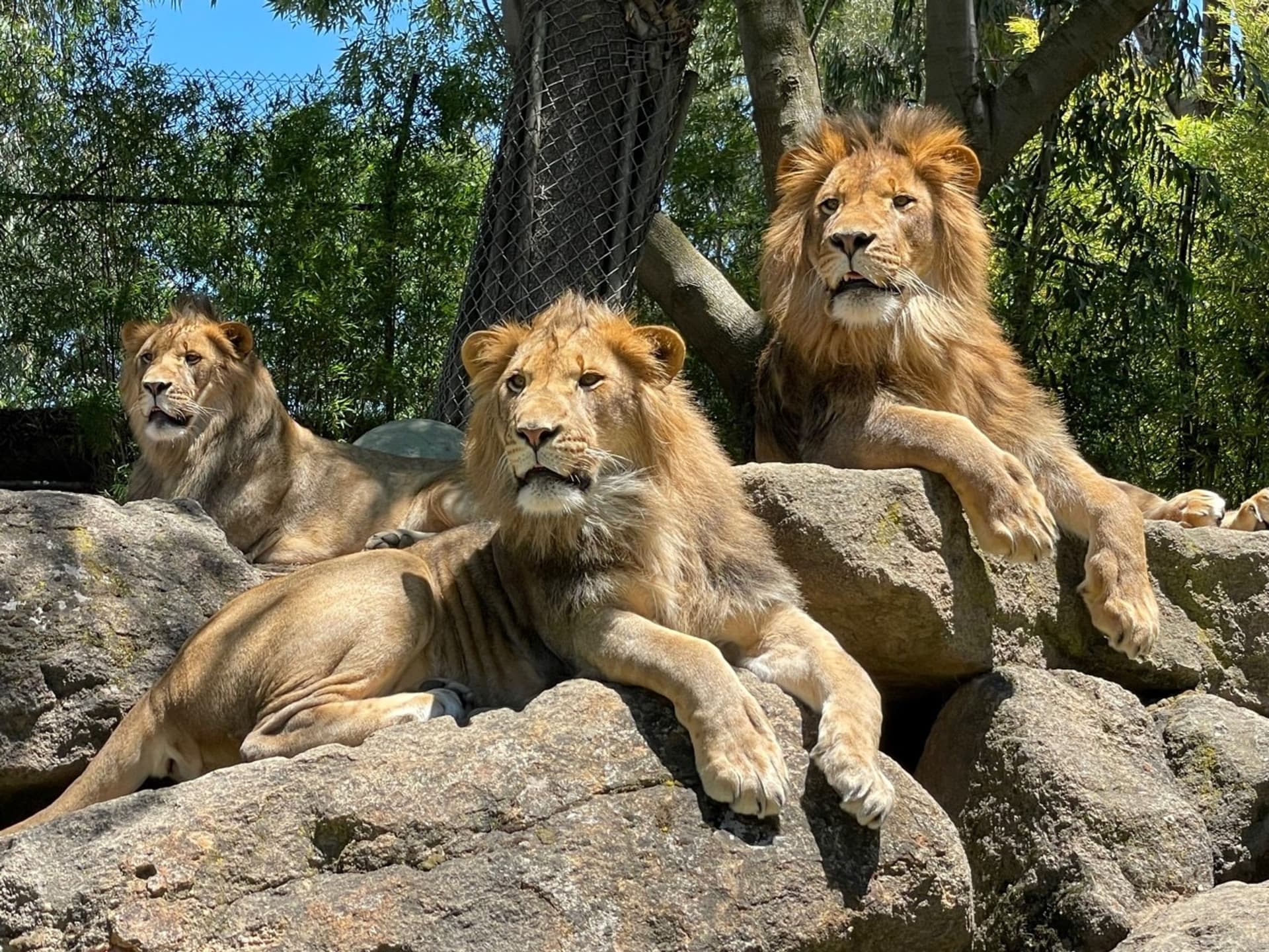 Lions at Six Flags Discovery Kingdom