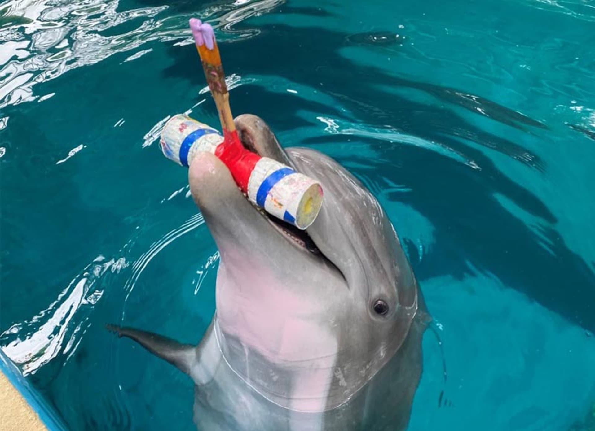 Dolphin with paint brush
