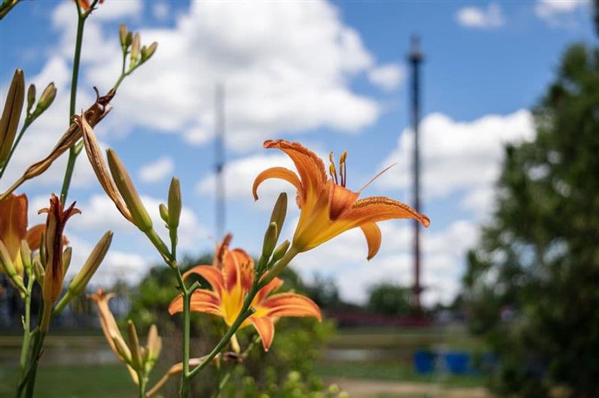 Flowers and skyscreamer