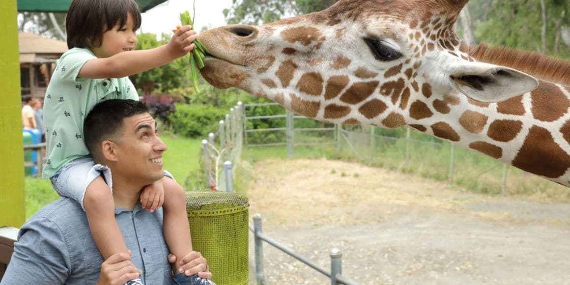 Father and child visiting and feeding a Giraffe