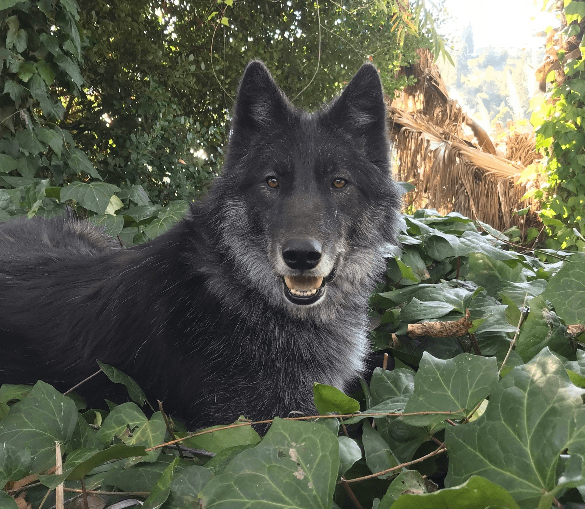 A lone grey wolf at Six Flags Discovery Kingdom Wolf's Den gazing into the camera with a smile.