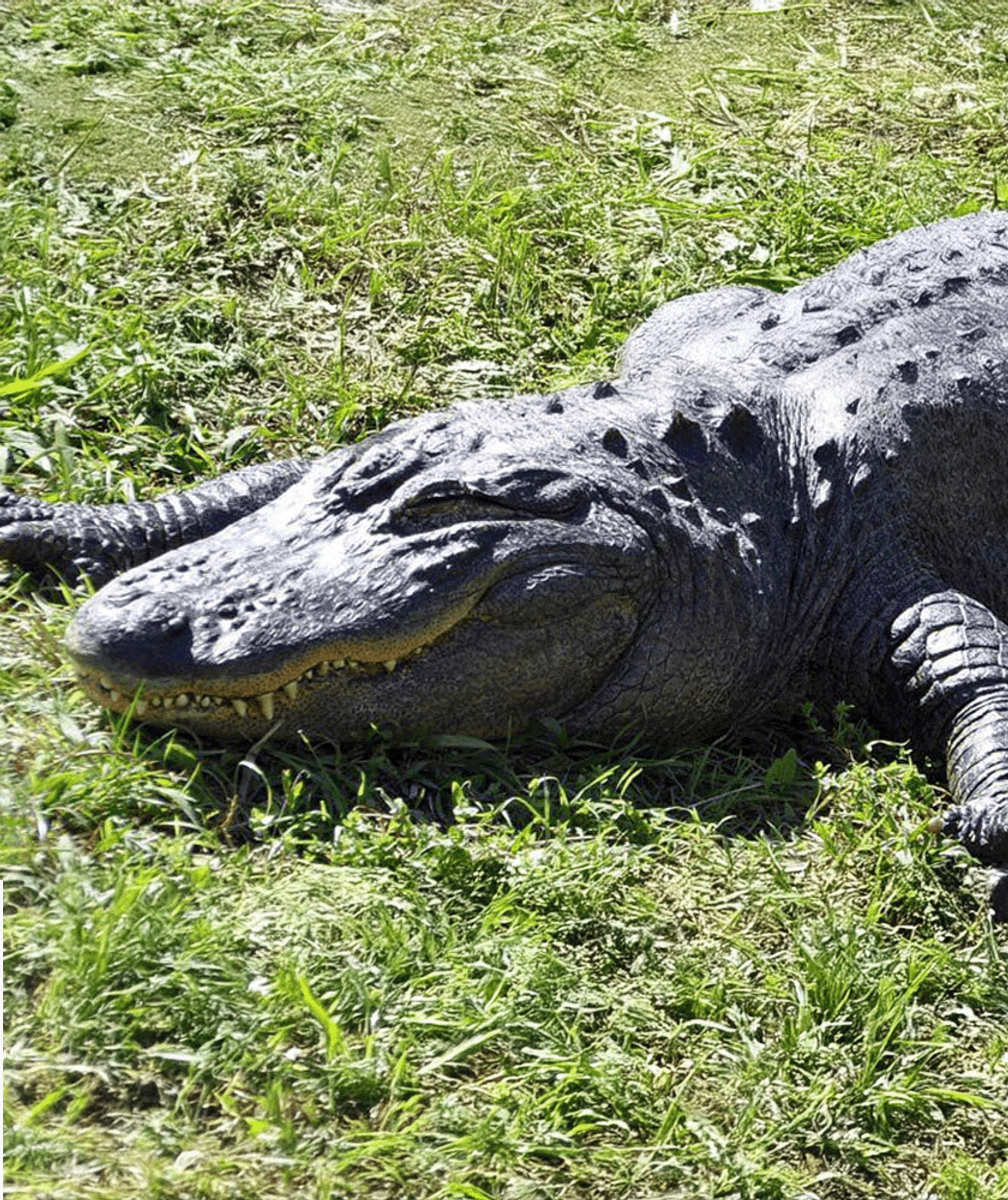 Alligator