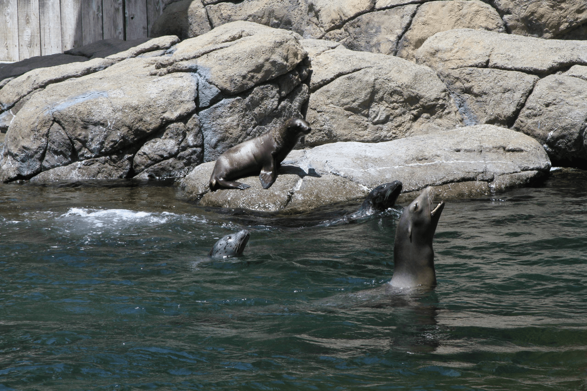 Seals at Six Flags Discovery Kingdom Seal Cove playing in the water and sunbathing on rocks.