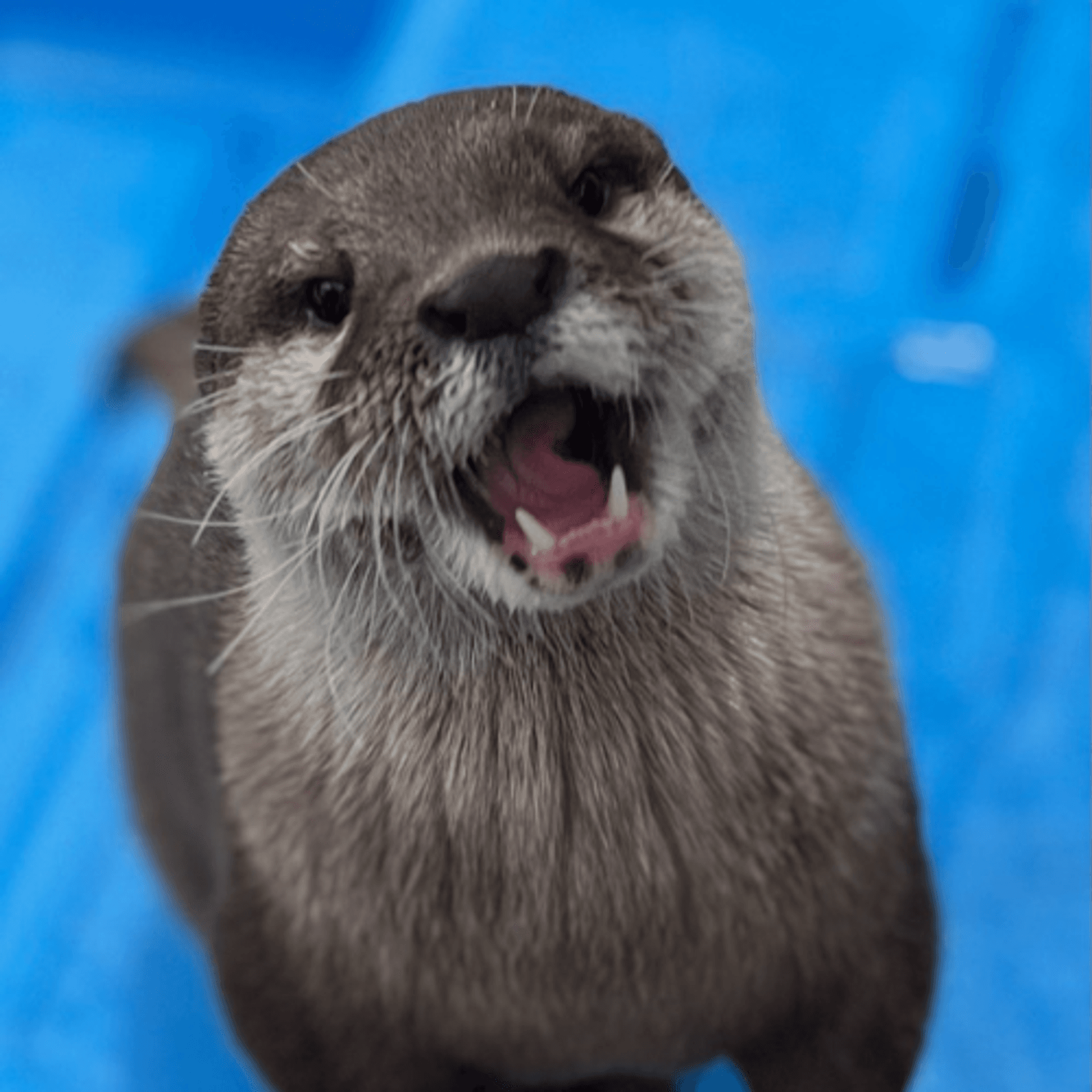 Emmy the otter