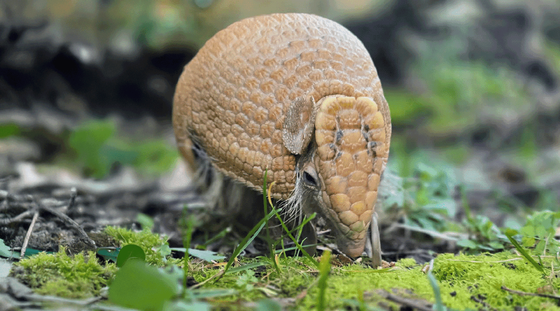 Armadillo