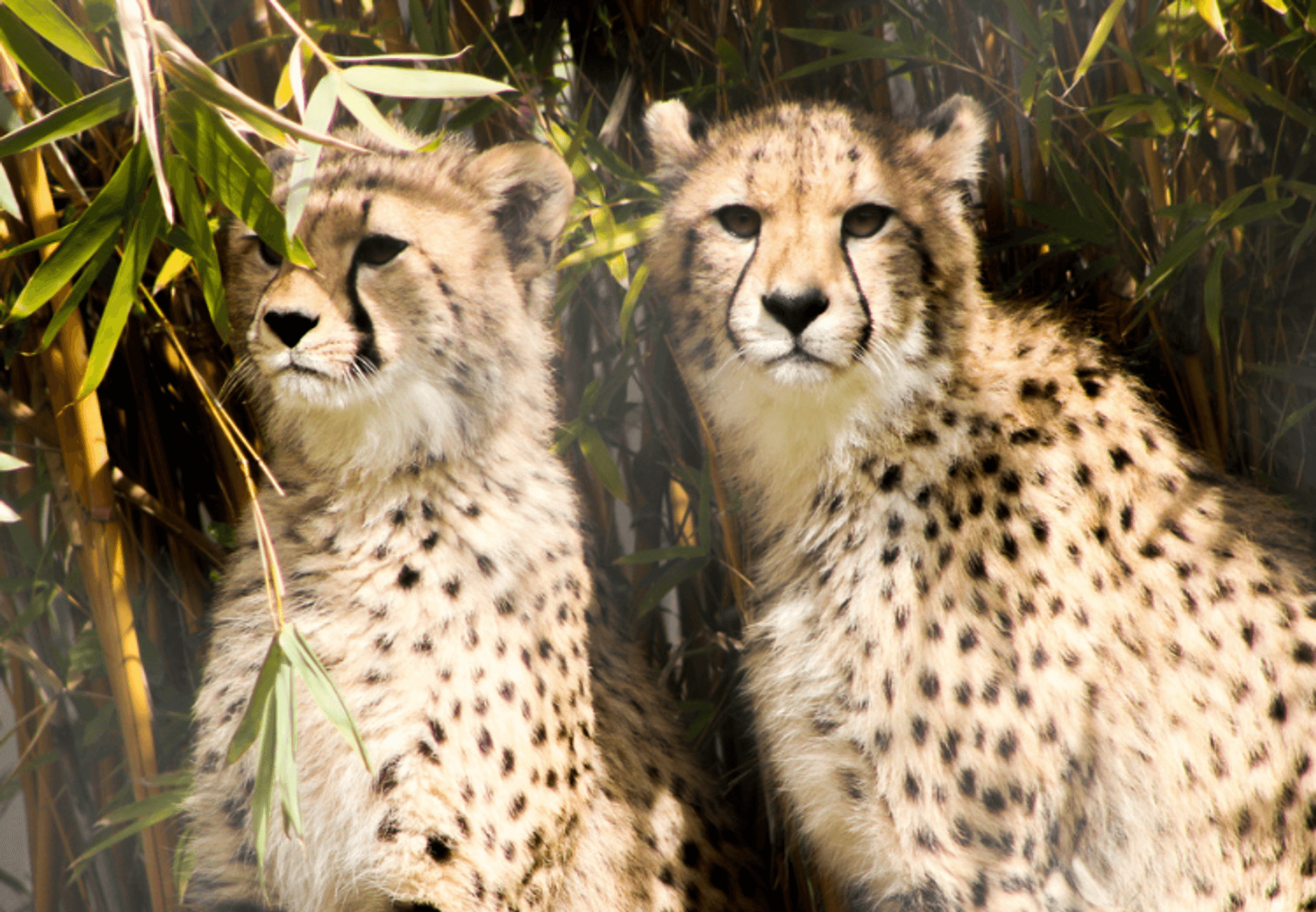 Two cheetahs at Six Flags Discovery Kingdom's Cheetah Creek surrounded by greenery gazing at the camera.