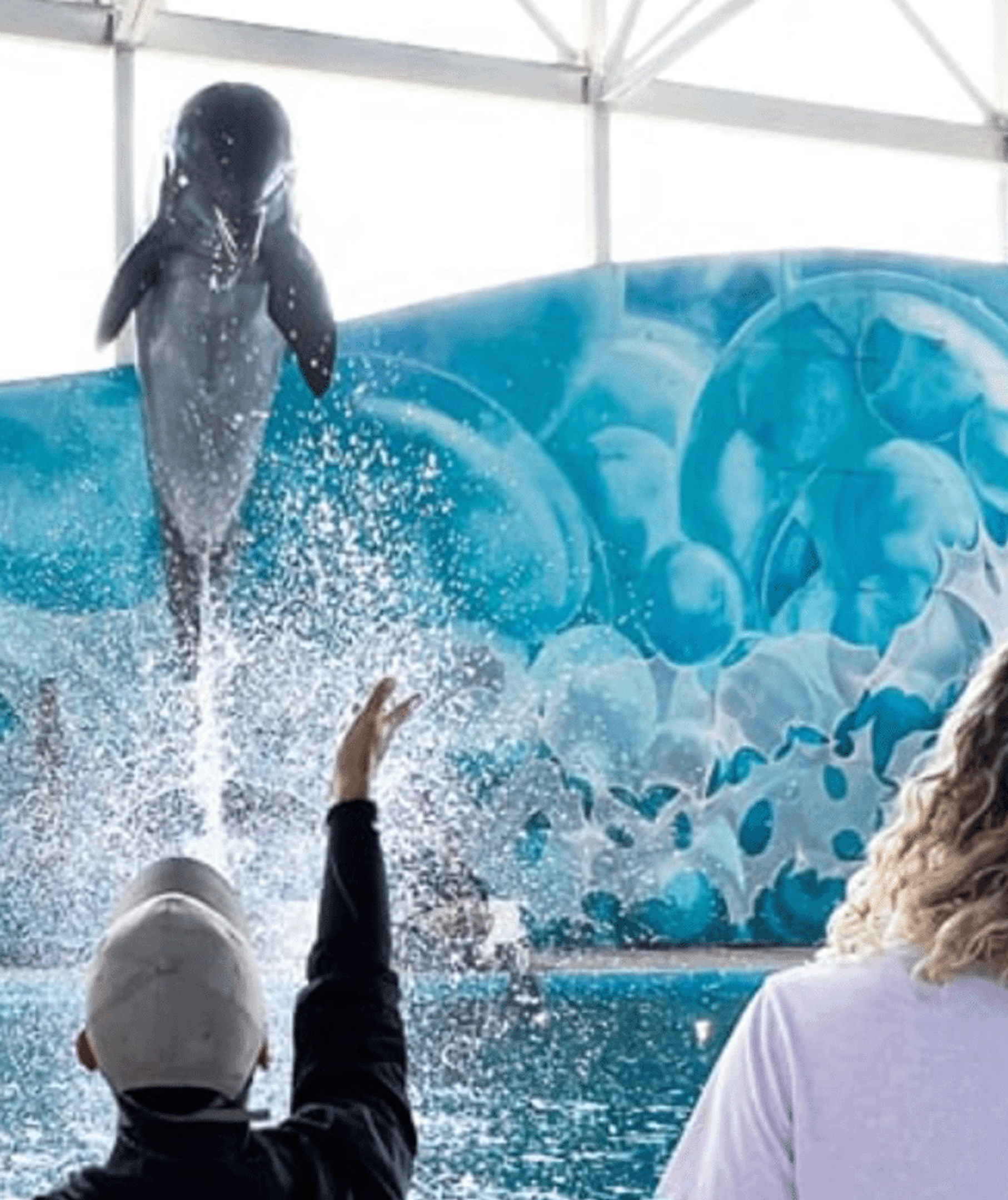 Guests viewing a dolphin jumping out of the water.