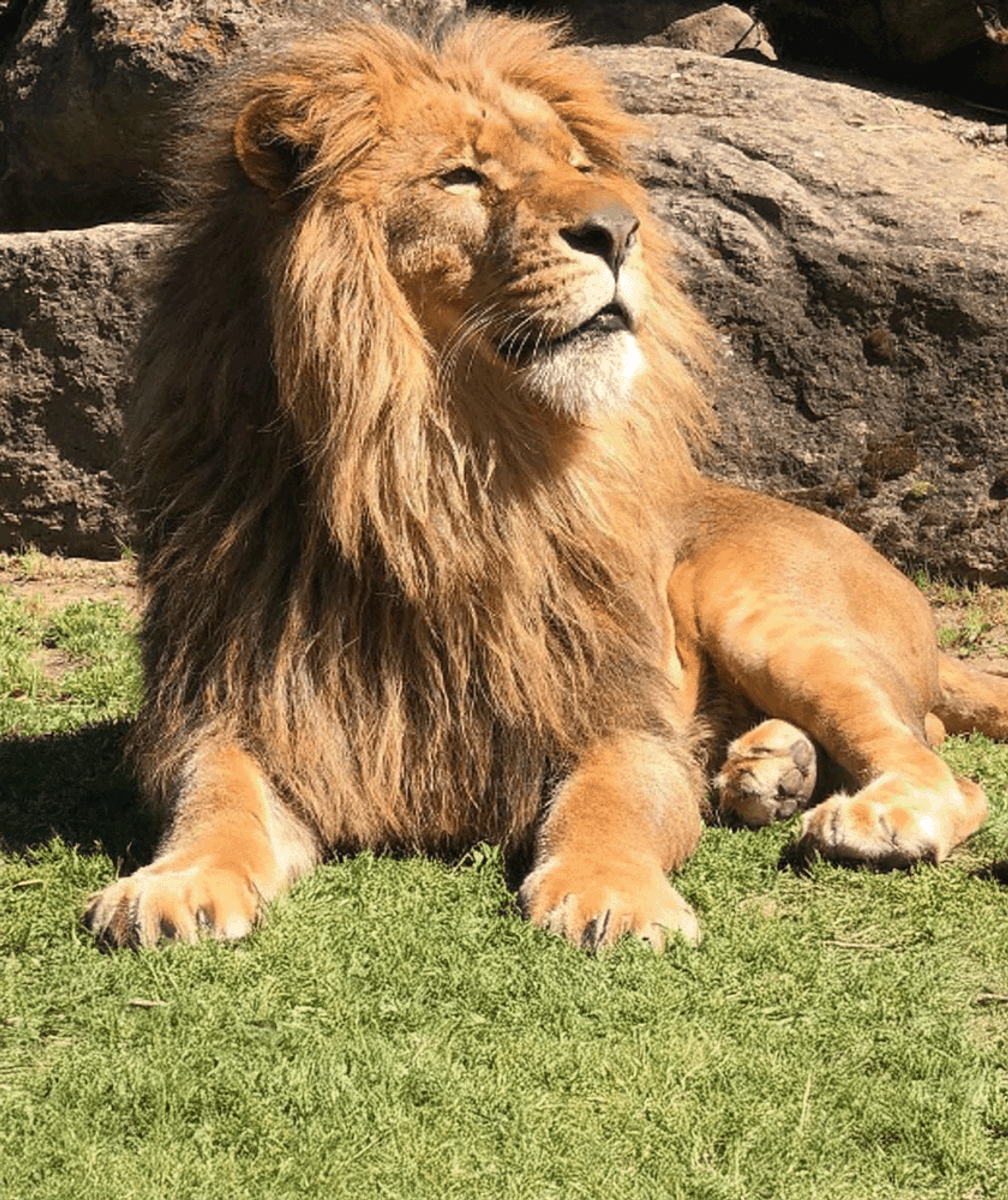 Cain the lion at Six Flags Discovery Kingdom