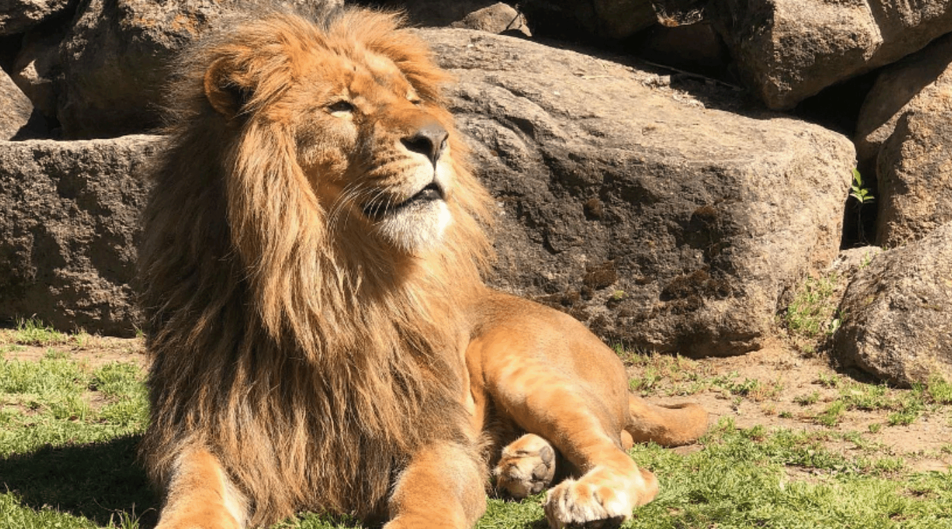 Cain the lion laying on grass.