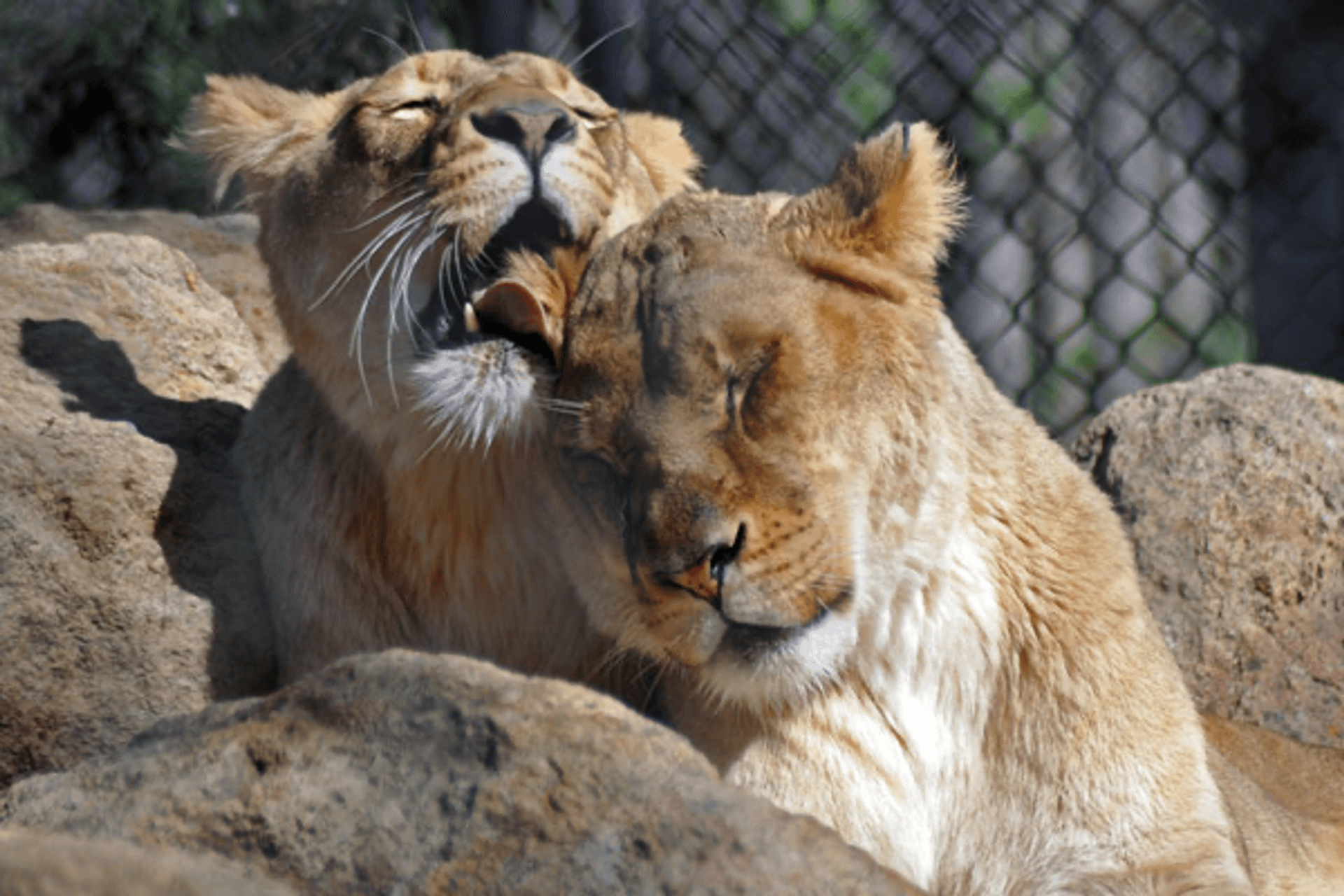 Lioness showing affection by licking another's head while sunbathing on rocks in Six Flags Discovery Kingdom's Lion's Lair.