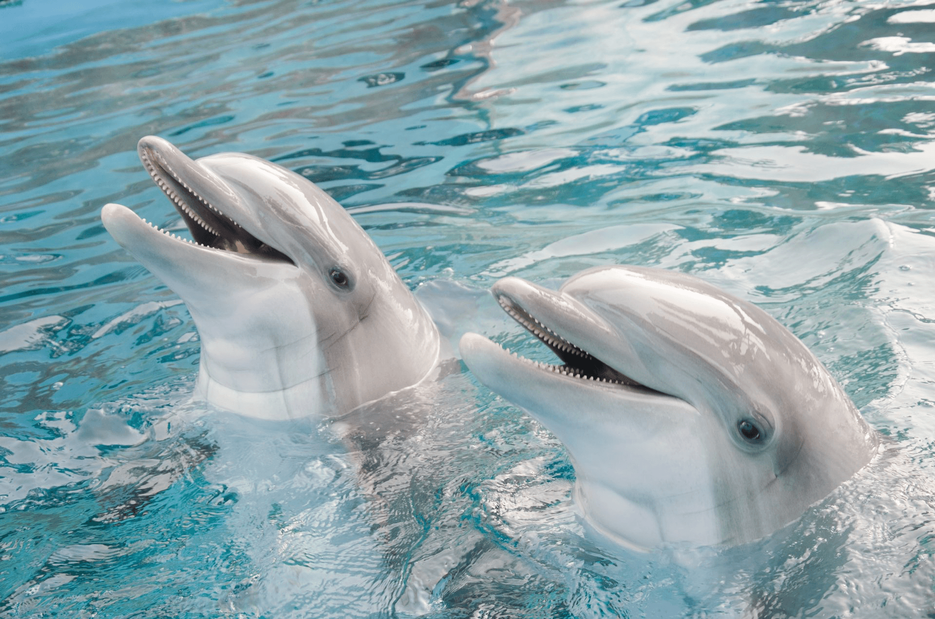 Dolphin Pair at Six Flags Discovery Kingdom