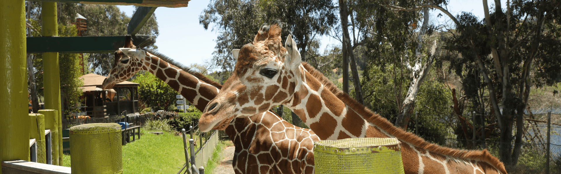 Two giraffes with their heads in the trees in the Six Flags Discovery Kingdom's Giraffe Encounter.
