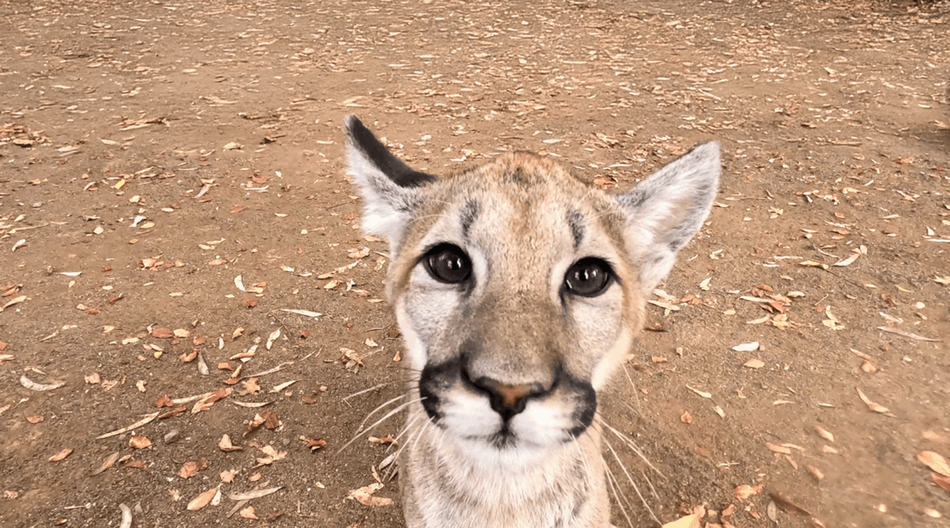 Cougar at Six Flags Discovery Kingdom