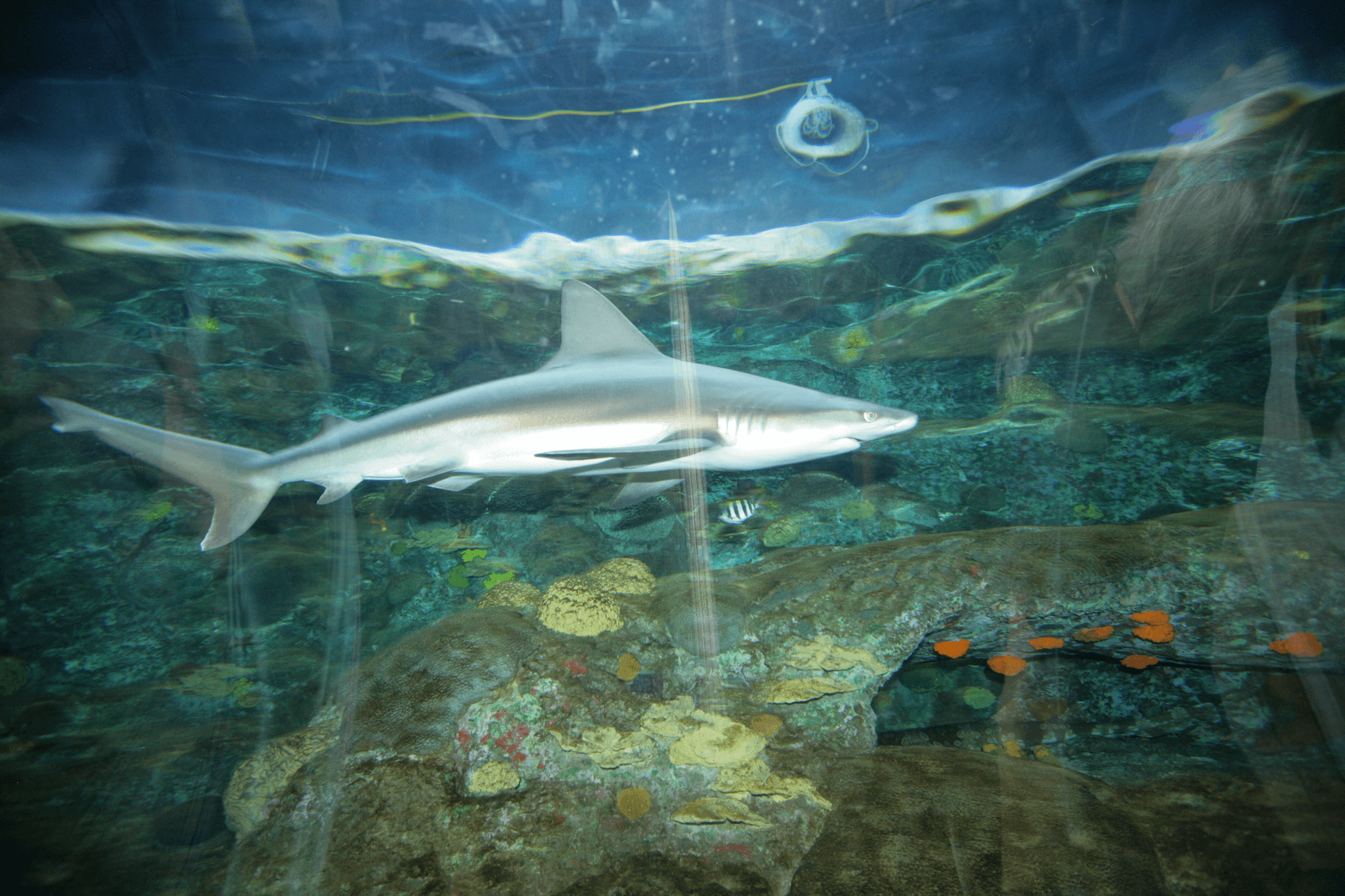 Close-up of a shark in the Shark Experience at Six Flags Discovery Kingdom gliding through water.