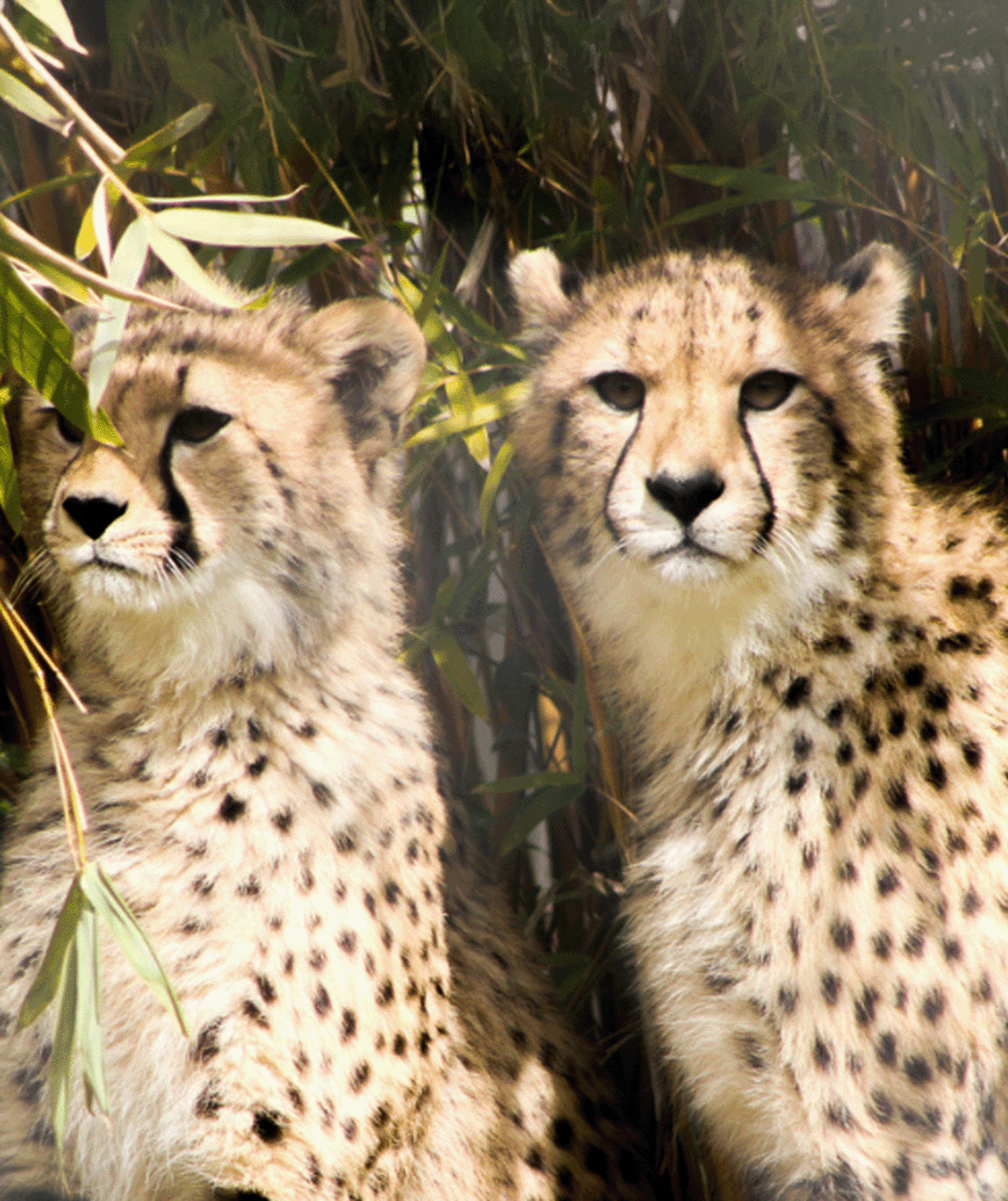 Two cheetahs at Six Flags Discovery Kingdom