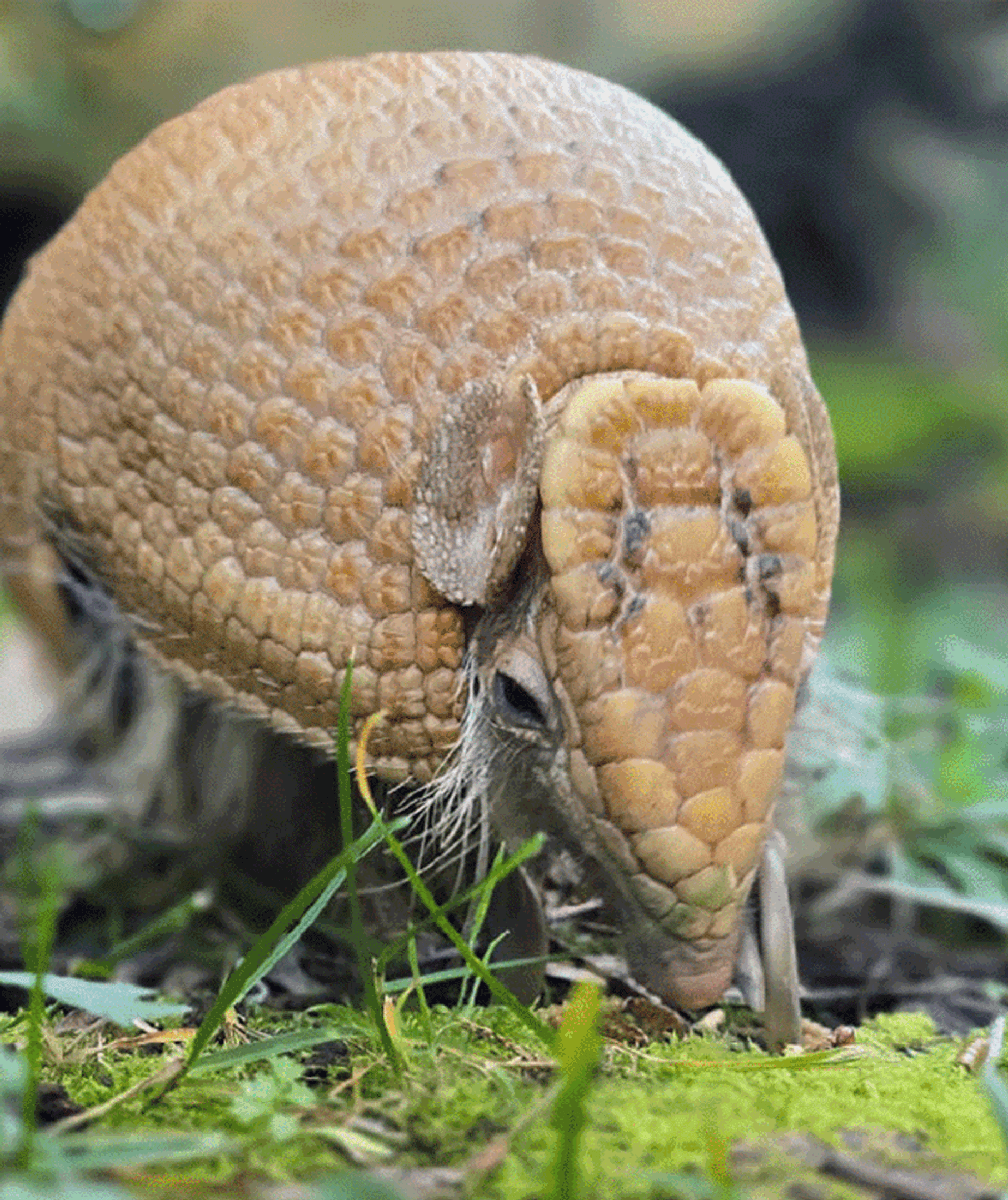 Armadillo