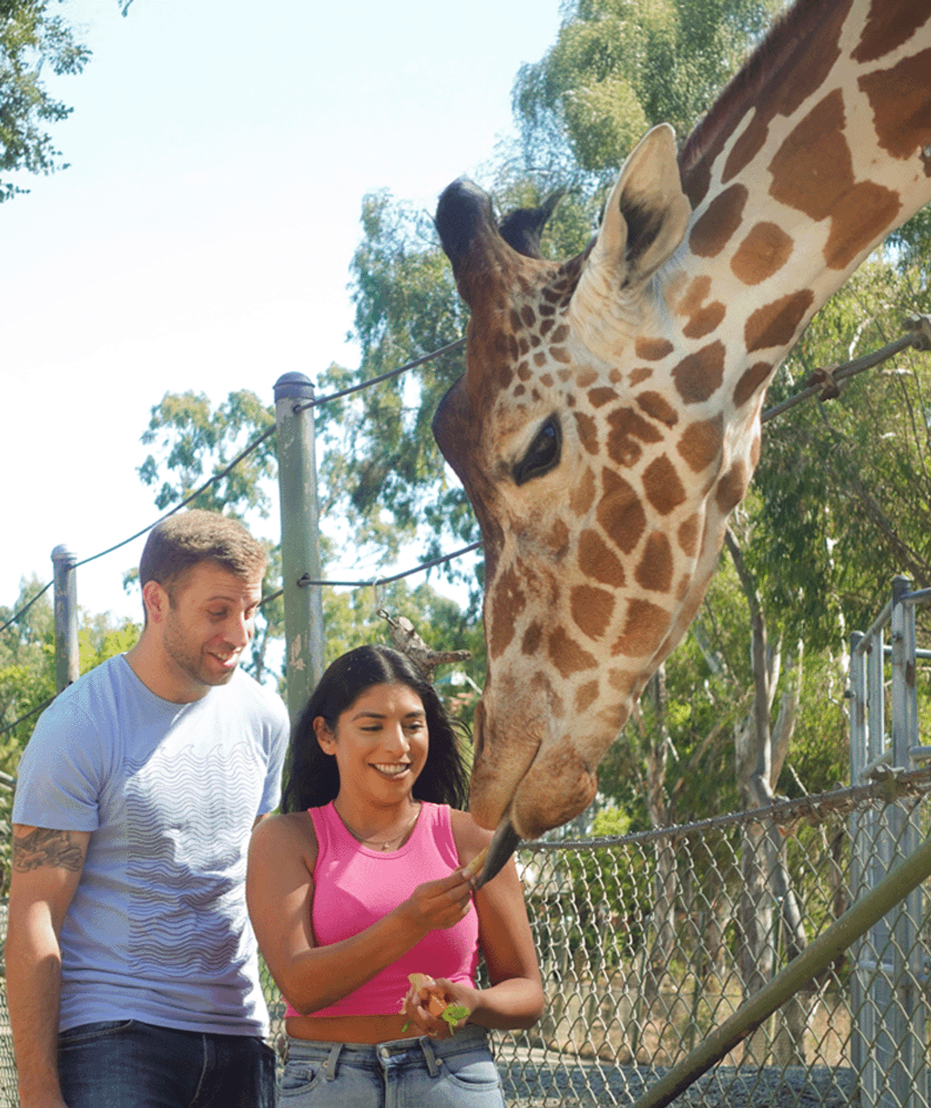 Guests feeding giraffe