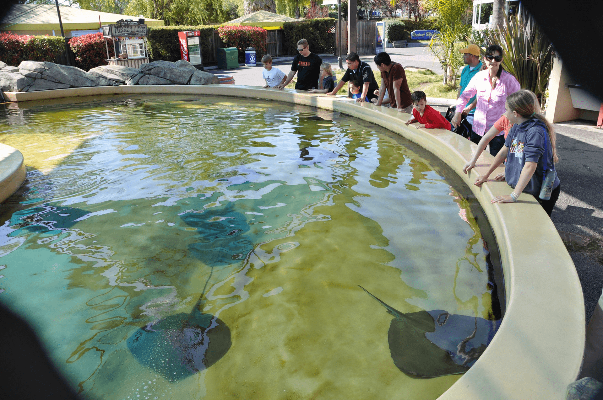 Guests closely watching the stingrays swim around their habitat at Six Flags Discovery Kingdom Stingray Bay.