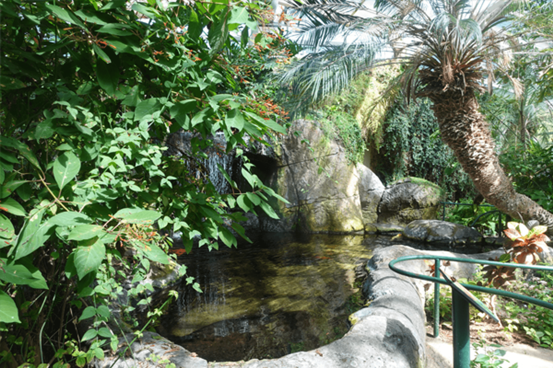Sun shining down on the greenery in the Six Flags Discovery Kingdom Rainforest Trail.