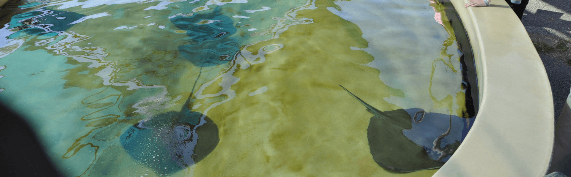 Stingrays in the water attraction