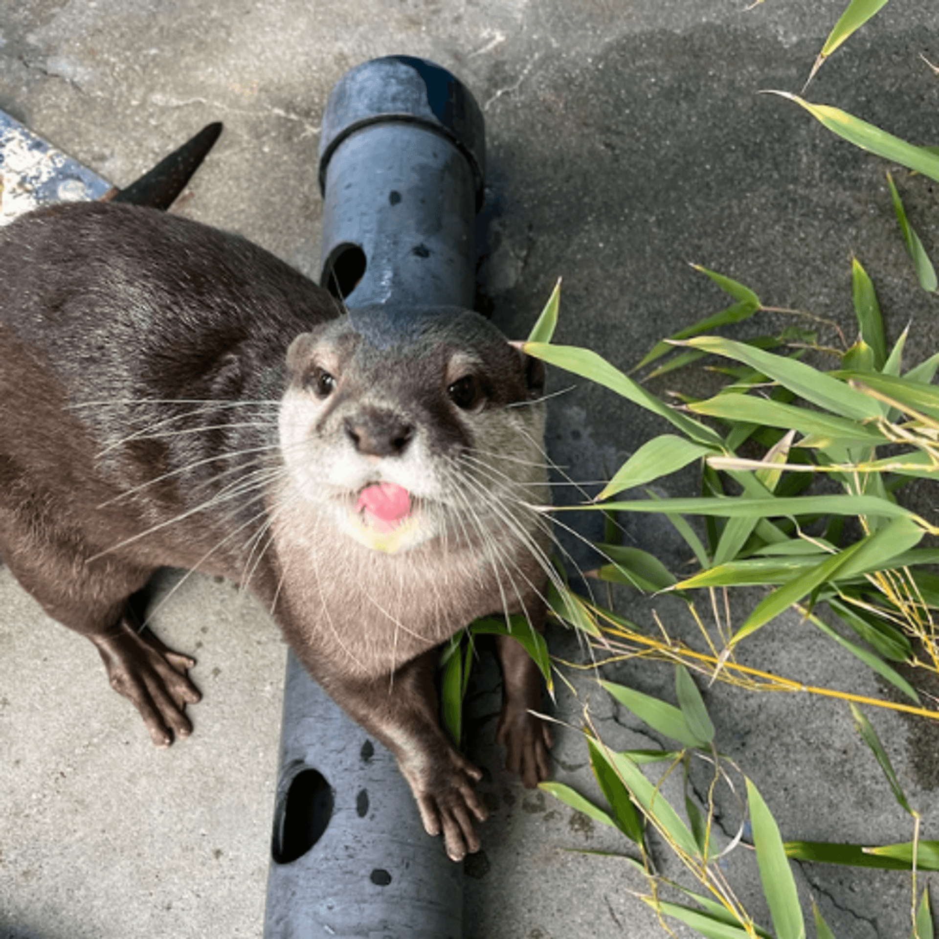 Asia the otter