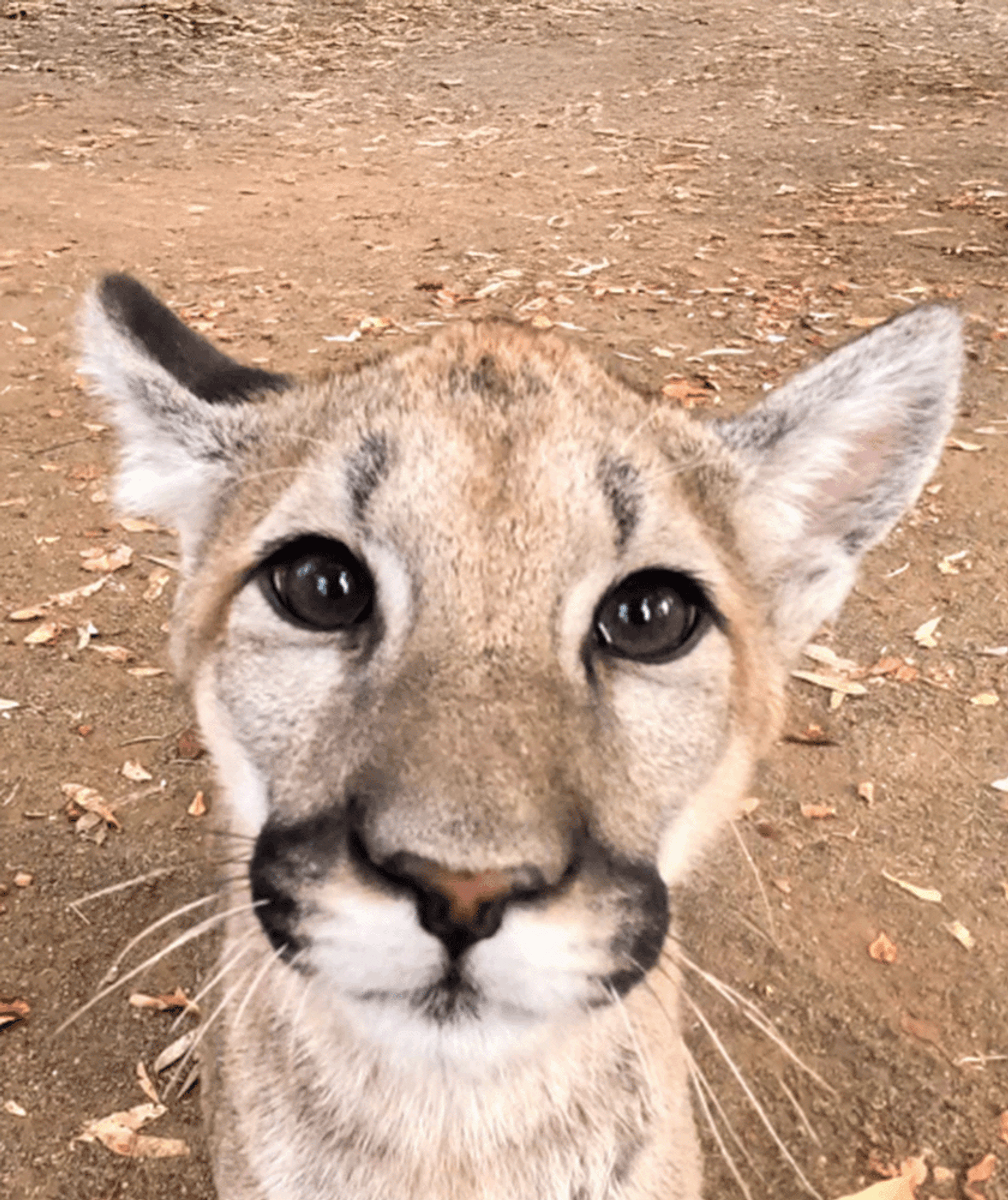 Cougar animal at Six Flags Discovery Kingdom